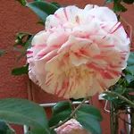 Lejlighed Olive Garden