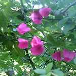 Lejlighed Olive Garden *