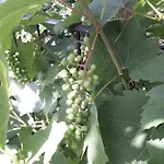 Olive Garden Lejlighed Piran