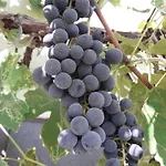 Lejlighed Olive Garden