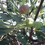 Olive Garden דירה