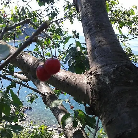 Olive Garden Lejlighed