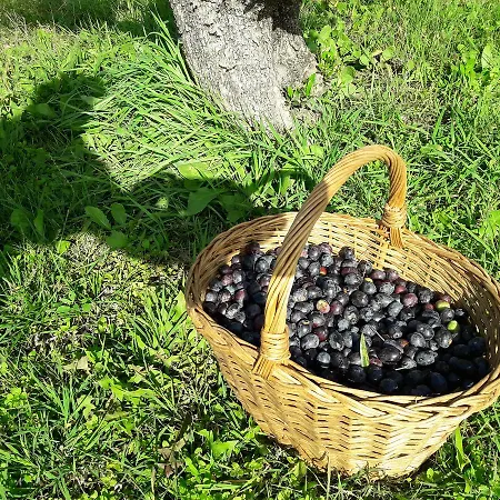 Apartma Olive Garden *