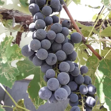 Apartment Olive Garden