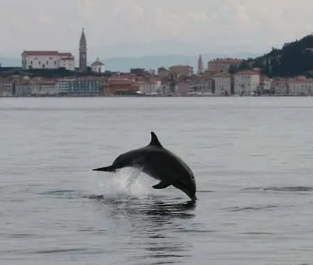 Apartment Olive Garden Piran