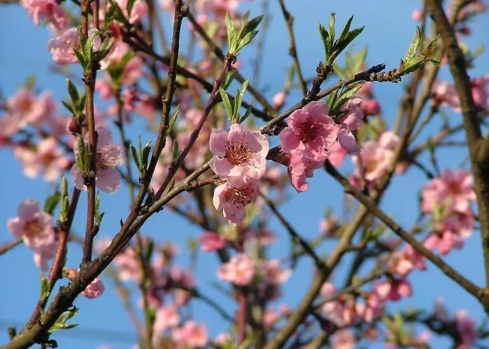 Olive Garden Апартаменты *