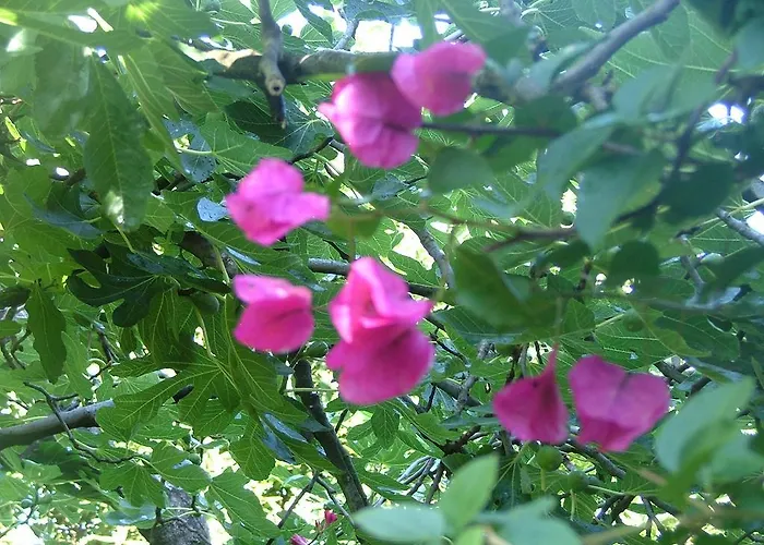 公寓 Olive Garden *