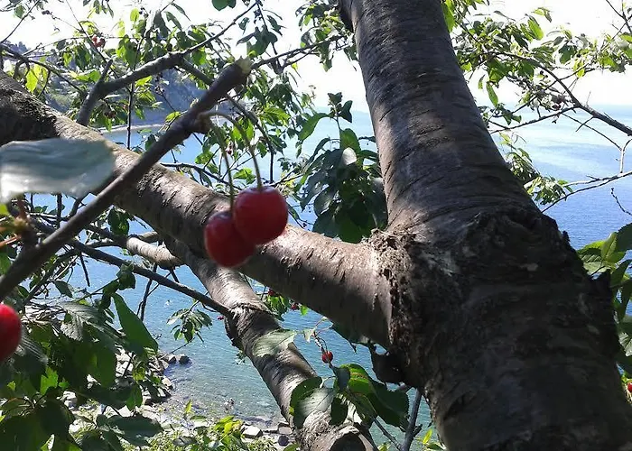 Olive Garden Апартаменты