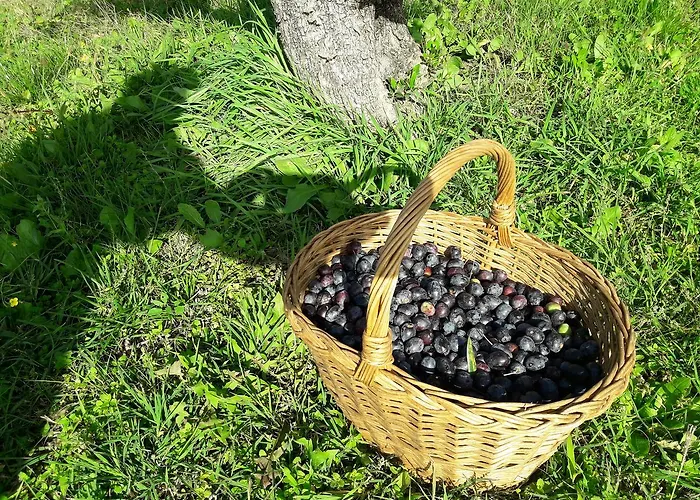 公寓 Olive Garden *