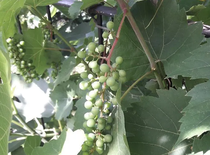 Olive Garden 公寓 皮兰