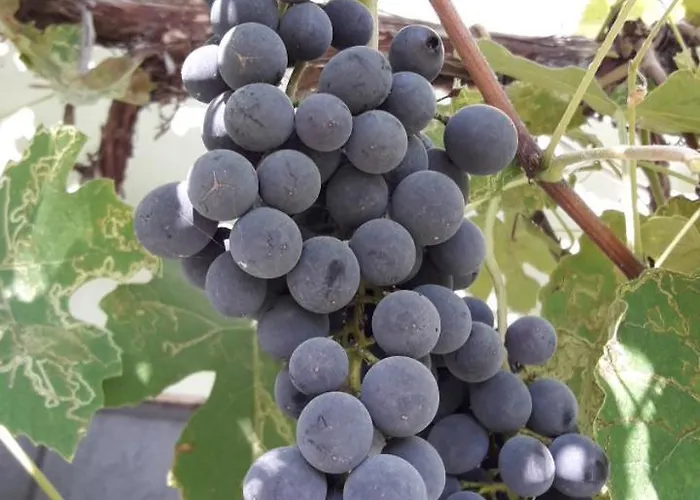 Апартаменты Olive Garden