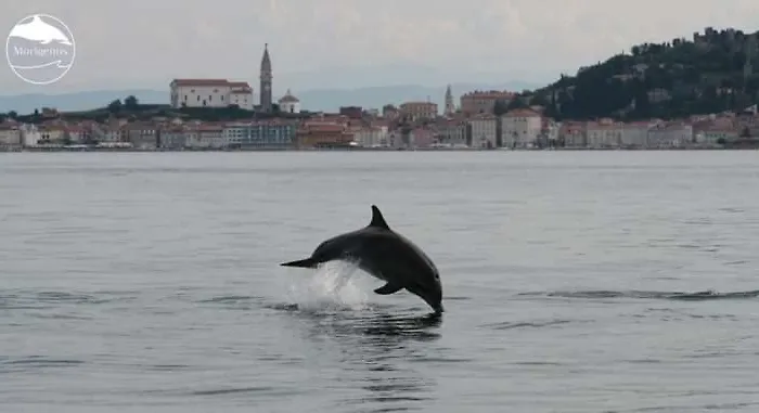 Апартаменты Olive Garden Пиран